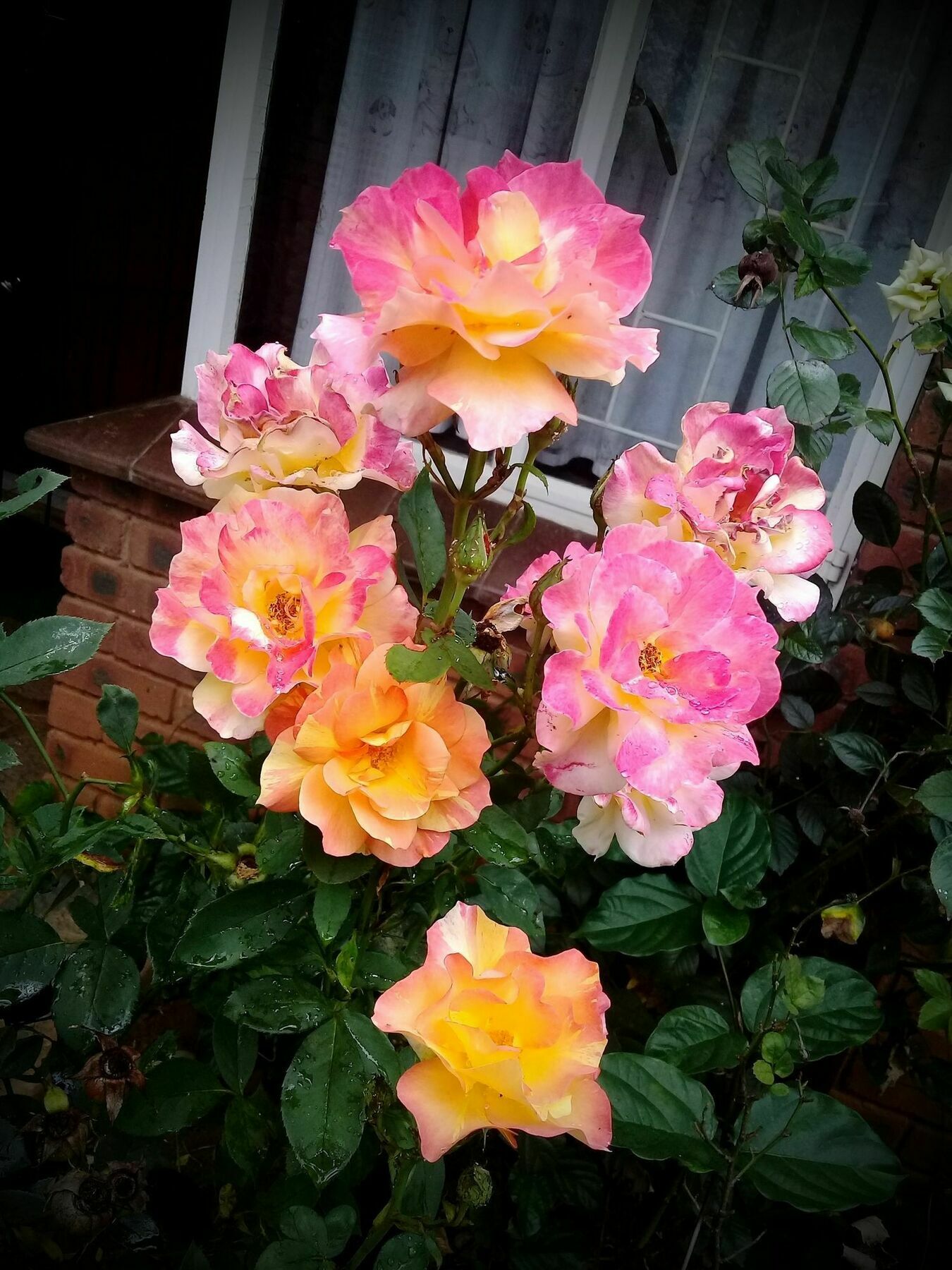 Lincoln Cottages Bnb & Self-Catering Pietermaritzburg Bagian luar foto